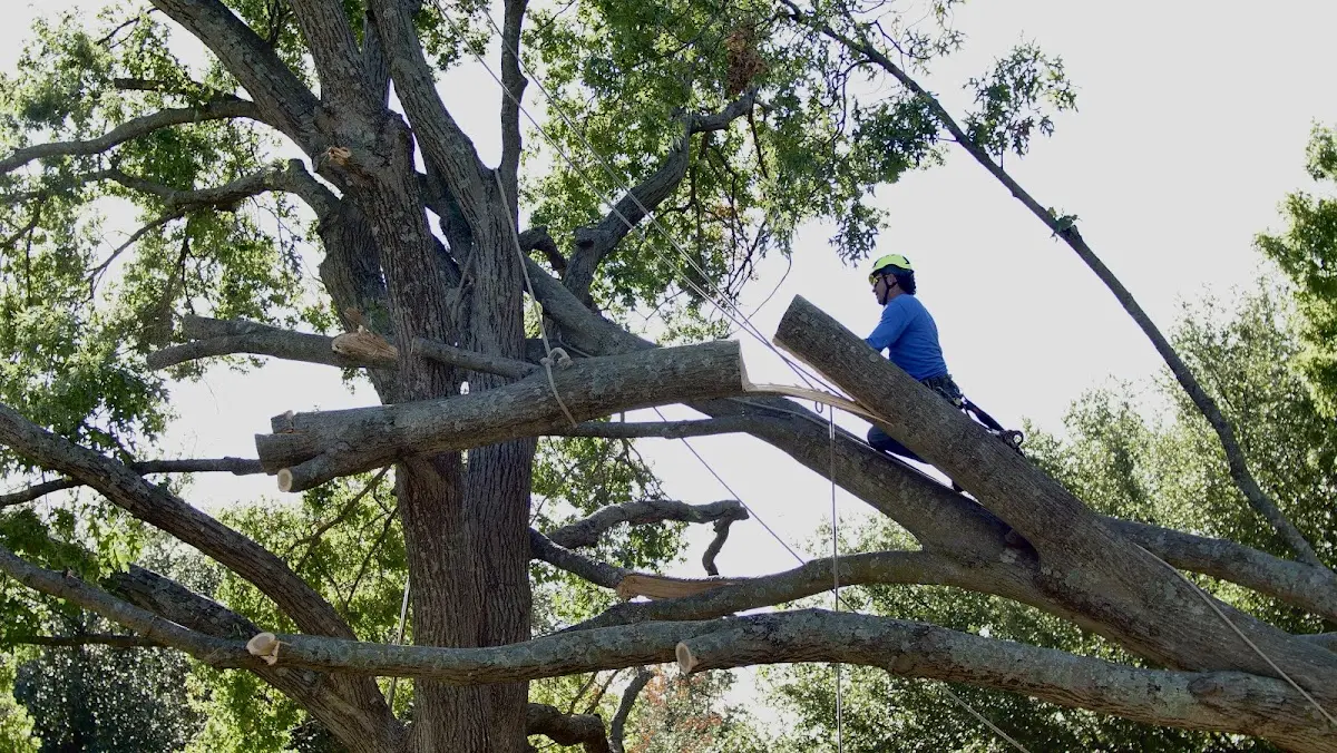 Professional Hazardous Tree Removal performed by certified arborists in Burleson