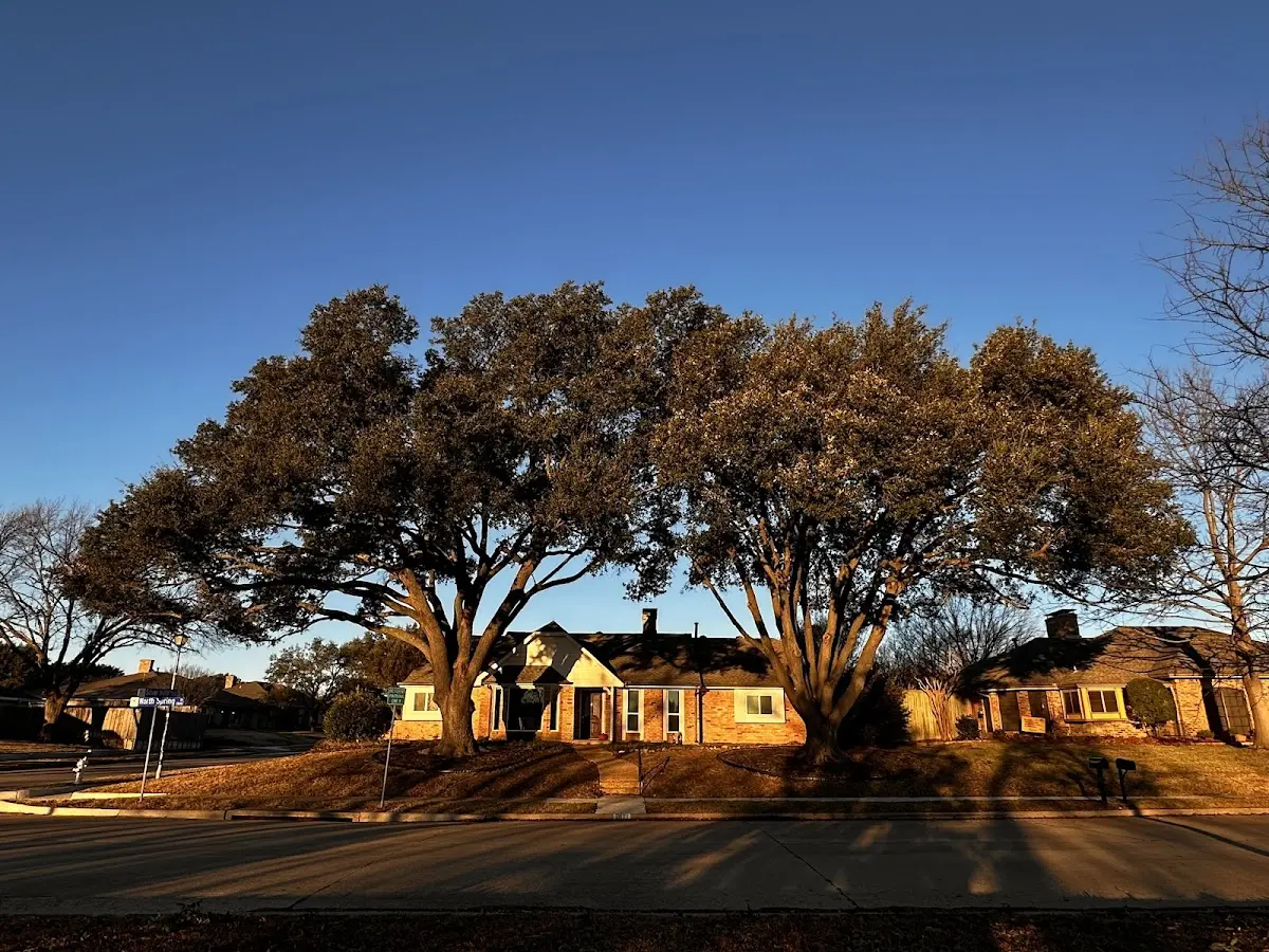 Established residential canopy tree shading a home in Burleson