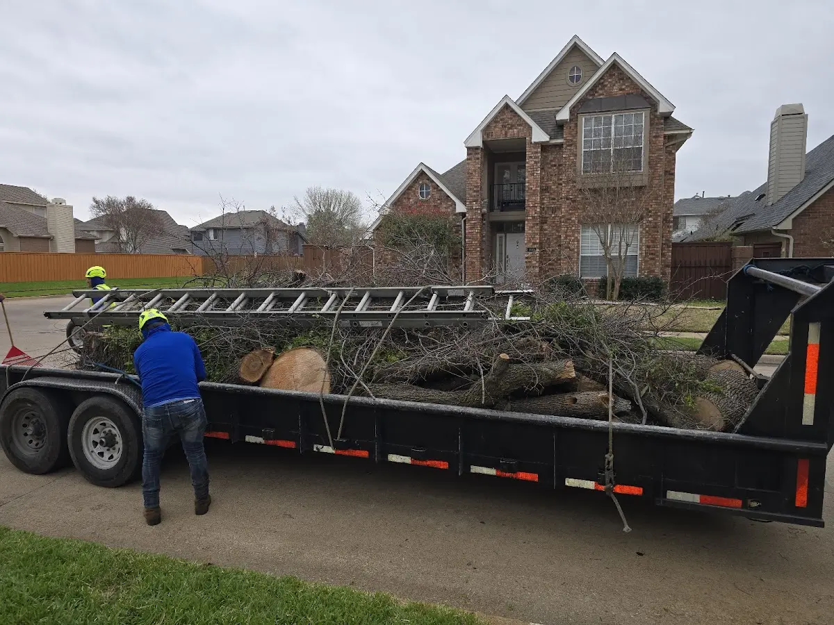 Expert Deadwooding with proper safety equipment in Burleson